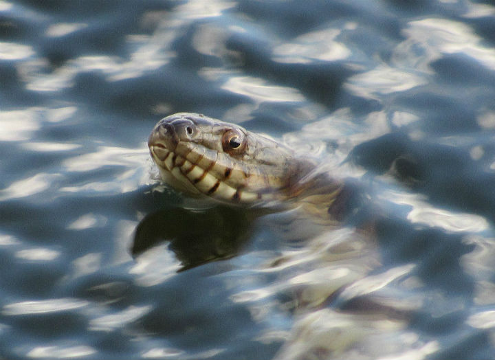 Midland Water Snake